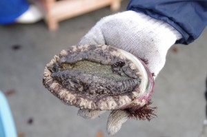 収穫されたアワビ