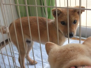 出会った頃の夢之丞（当時生後3ヶ月）