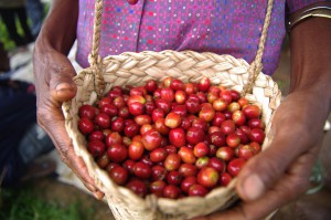 coffee cherry