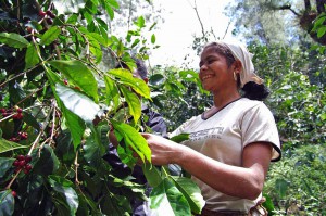 コーヒーの生産者の女性
