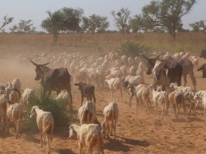 写真⑤村にとって家畜は大切な資源