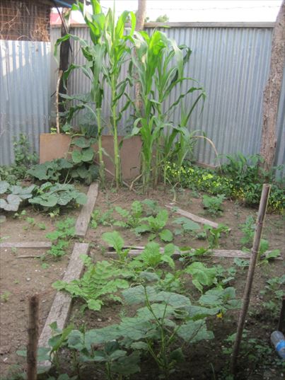 ピースウィンズ・ジャパンの南スーダン事業 ボー事務所の家庭菜園