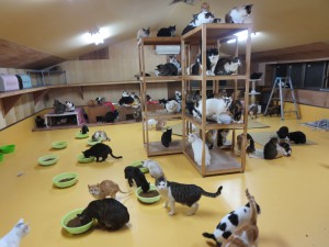 猫部屋