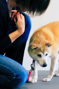 ふくしまプロジェクト