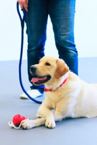 ふくしまプロジェクト