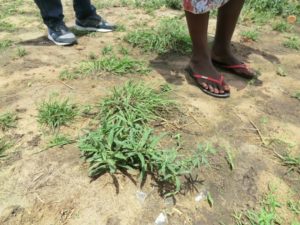 キャンプの住民が炒めて食べているという雑草