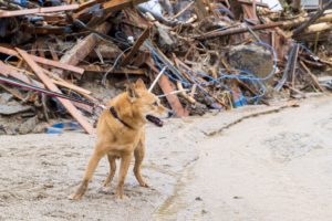 20170706-07@朝倉_170708_0048