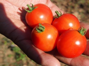 ネパールで多く消費されるトマト