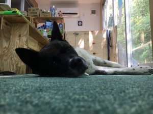 皆勤賞のポポ君